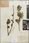 Foto von Salix myrsinifolia Salisb.